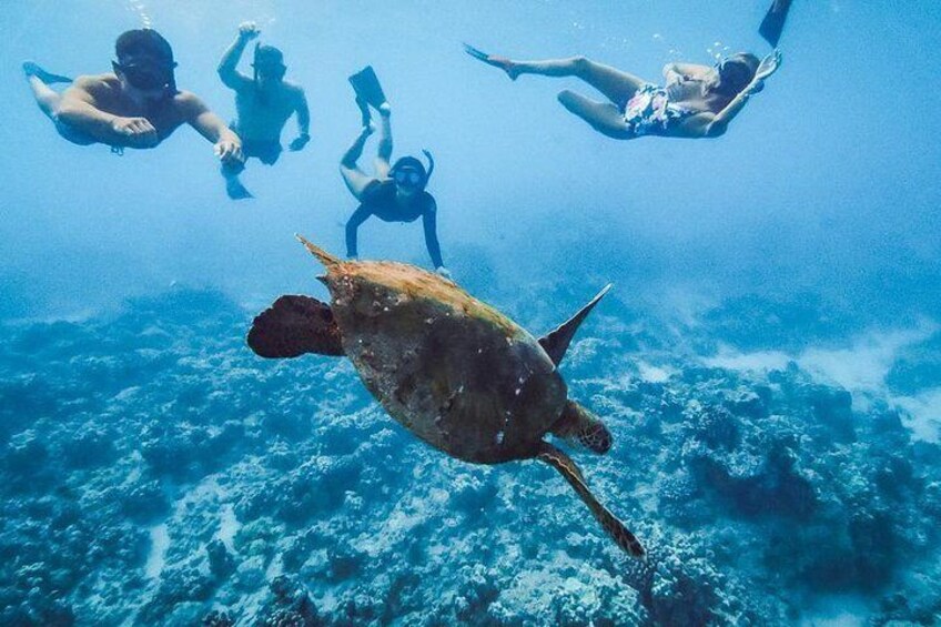 Oahu Small Group Snorkel Tour with Yacht Cruise