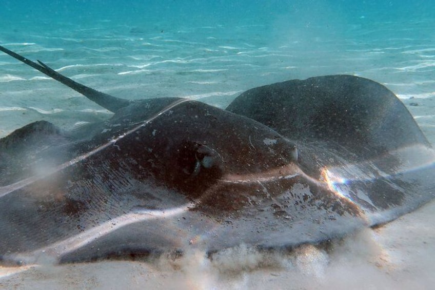 Moorea Lagoon Tour by Transparent Kayak