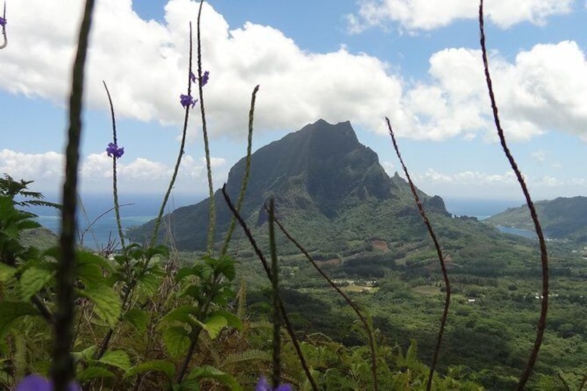 Show item 1 of 5. Moorea Three Coconuts Trail Guided Hike