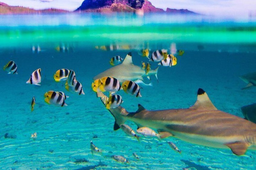 Snorkel with sharks in Bora Bora lagoon