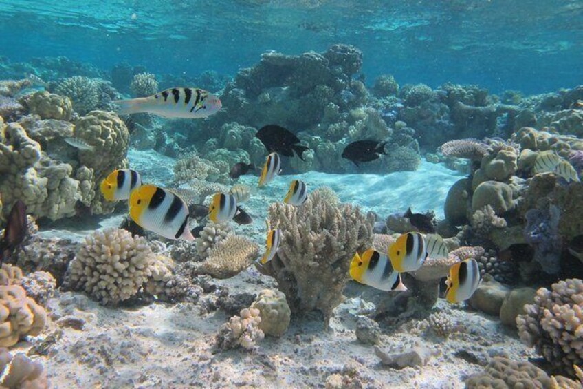 Bora Bora: Morning or Afternoon Snorkeling Cruise
