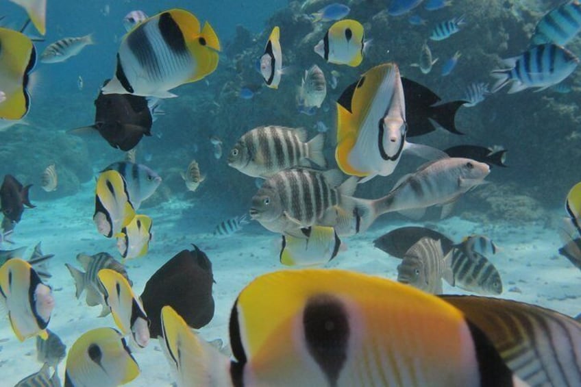 Morning Snorkeling Shared Boat Tour in Bora Bora