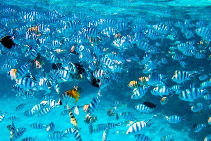 Bora Bora Combo Tour: Lagoon Cruise and 4WD Tour Including Snorkeling