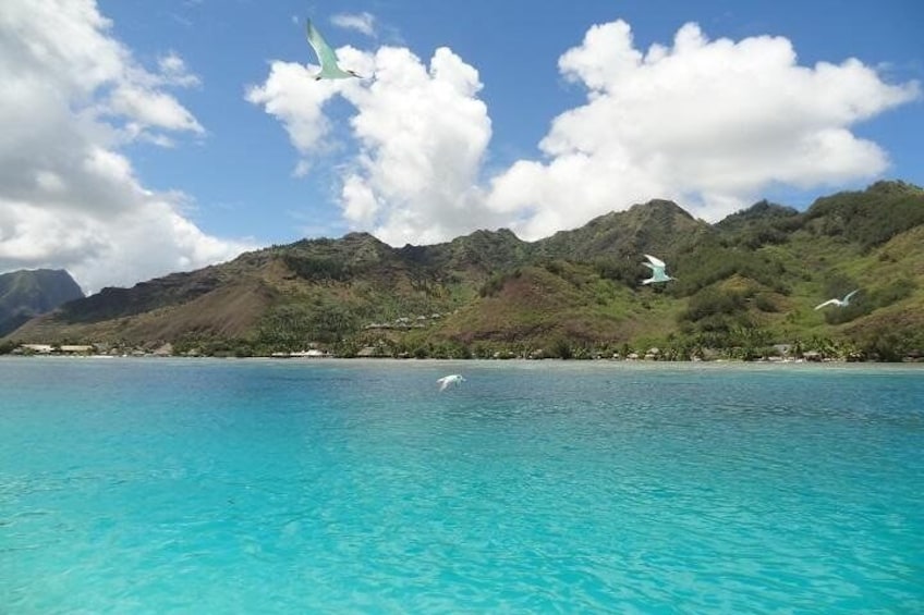Moorea Landscape View