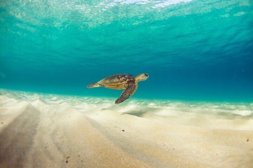 Waikiki Beach Glass Bottom Boat Cruise