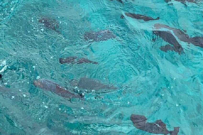 Waikiki Beach Glass Bottom Boat Cruise