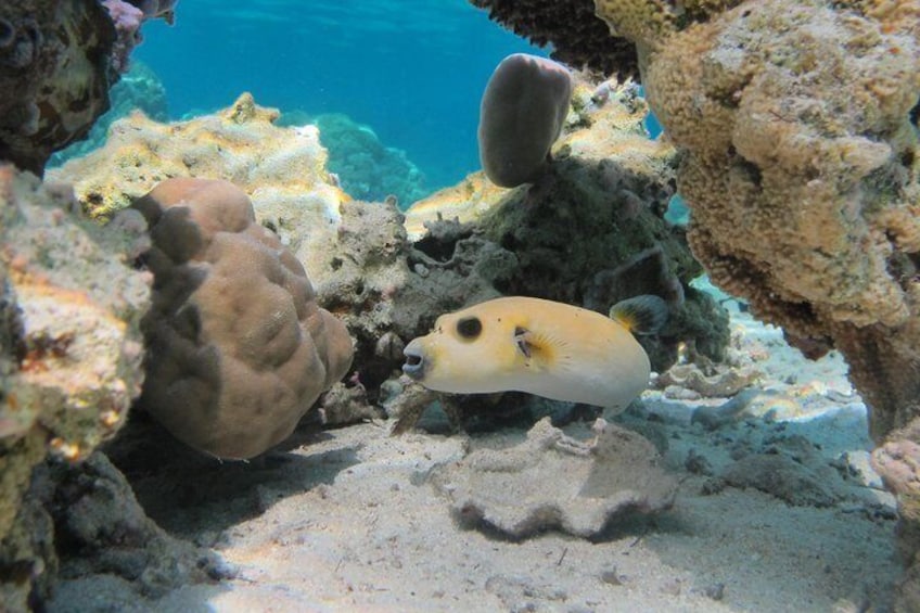 Bora Bora Lagoon Snorkeling Tour by Private Boat