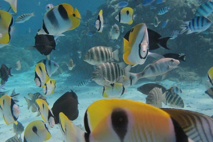 Bora Bora Lagoon Snorkeling Tour by Private Boat