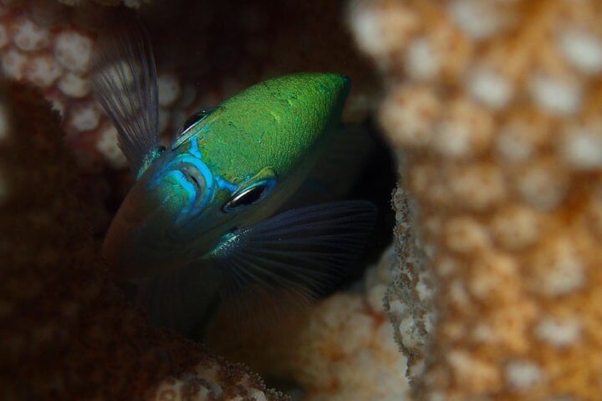 Damsel fish