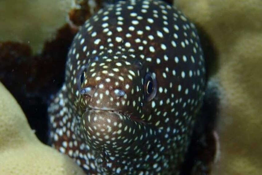 Private Tour: Bora Bora Two Tank Introductory or Certified Scuba Dive