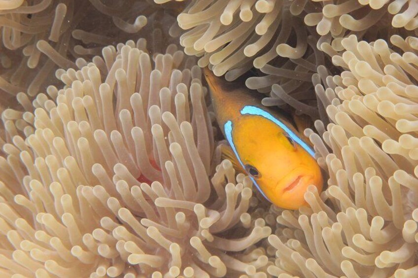 Clown fish