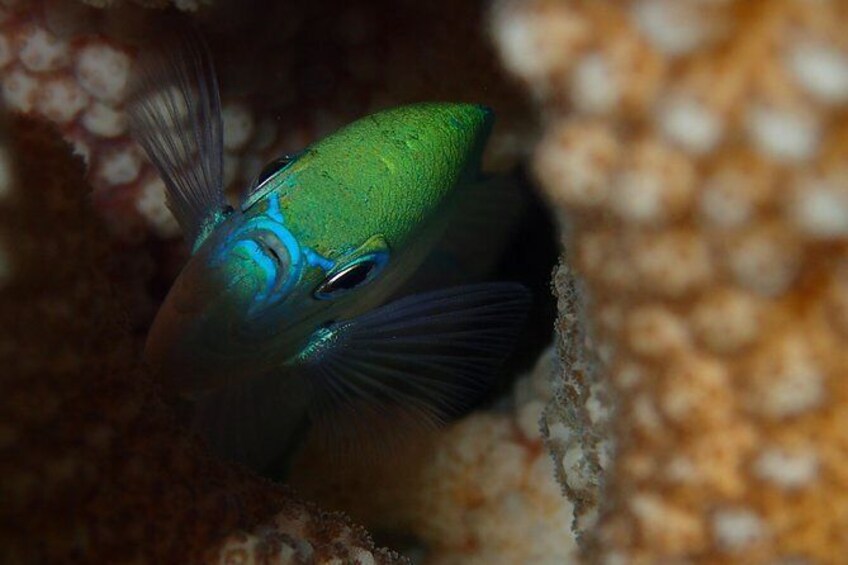 Private Tour: Bora Bora Two Tank Introductory or Certified Scuba Dive