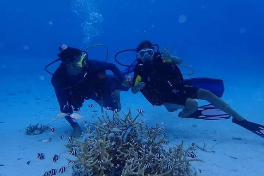 Private Tour: Bora Bora Two Tank Introductory or Certified Scuba Dive