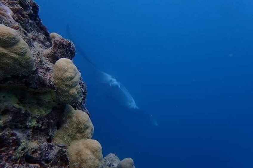 Private Tour: Bora Bora Two Tank Introductory or Certified Scuba Dive