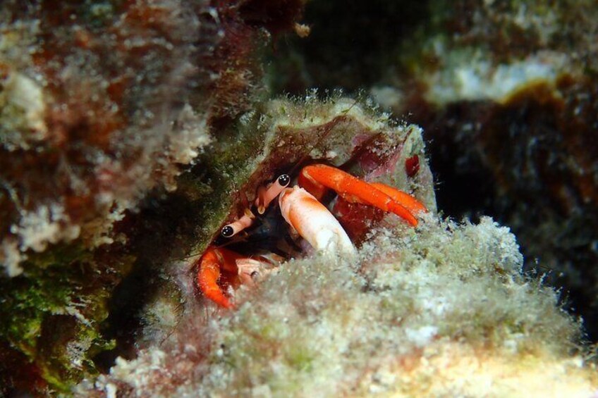 Combo Diving and Snorkeling Full Day Tour