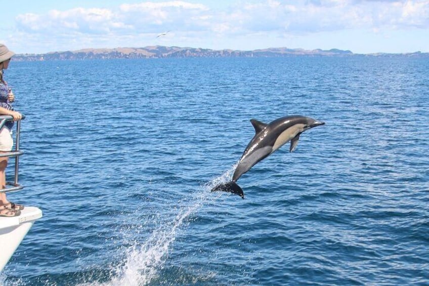 Dolphins