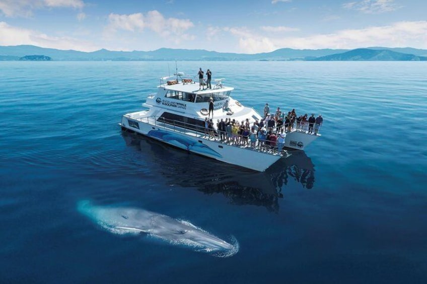 Whale & dolphin watching, Auckland 