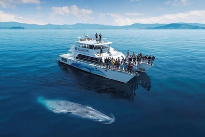 Auckland Dolphin and Whale Watching Eco-Safari Cruise