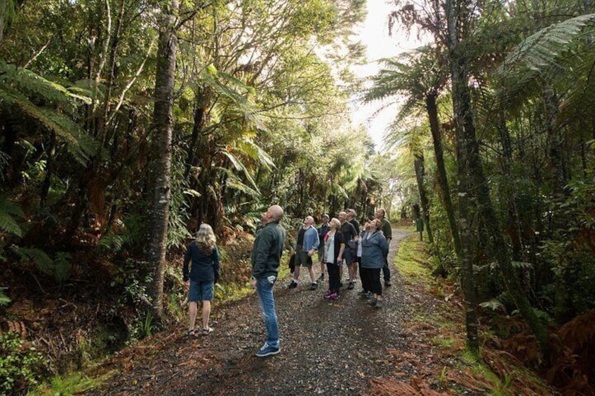 Wilderness Experience from Auckland