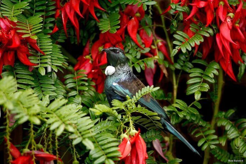 Afternoon Piha Beach and Rainforest Tour from Auckland