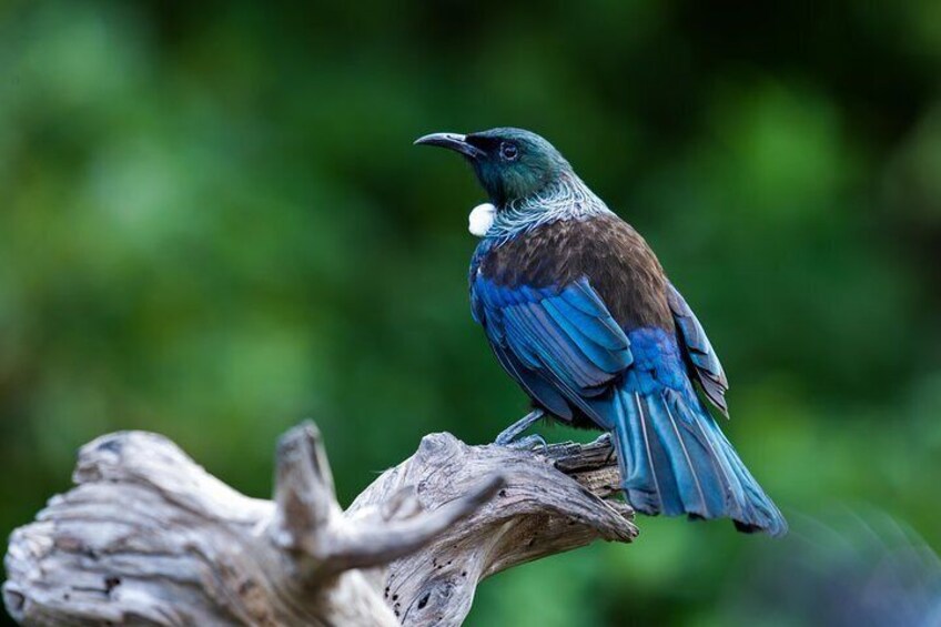 Tiritiri Matangi Island Day Trip from Auckland with Optional Guided Walk