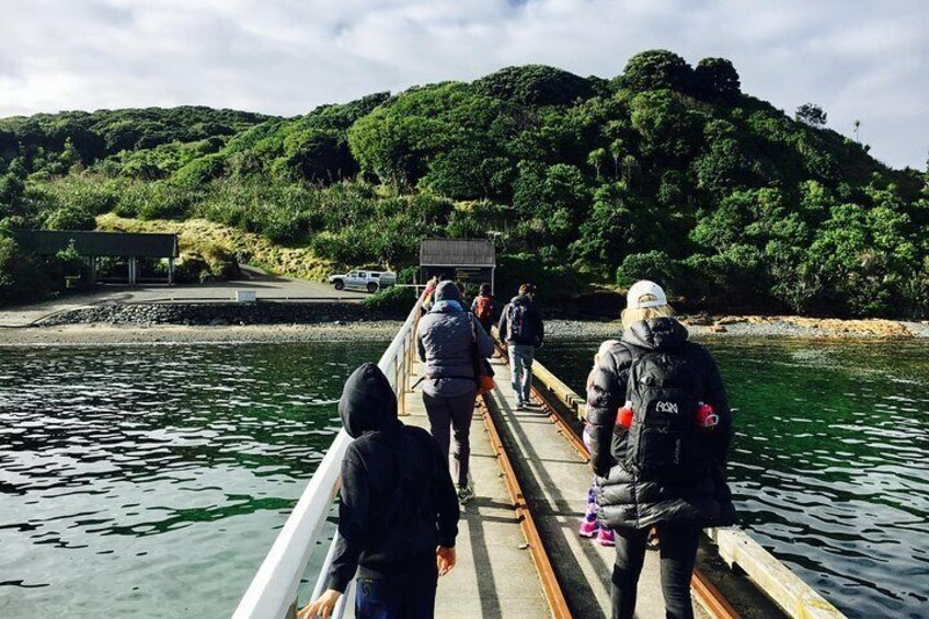 Tiritiri Matangi Island Day Trip from Auckland with Optional Guided Walk