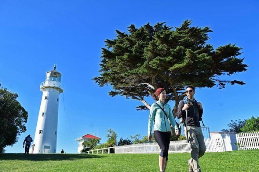 Tiritiri Matangi Island Day Trip from Auckland with Optional Guided Walk