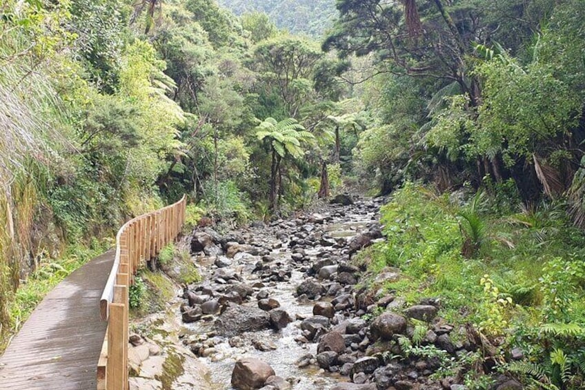Beautiful rainforest walk
