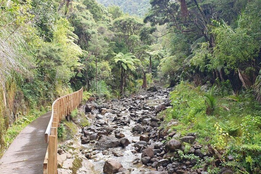 Beautiful rainforest walk