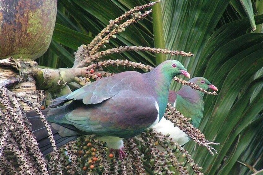 Kereru - wood pidgeon