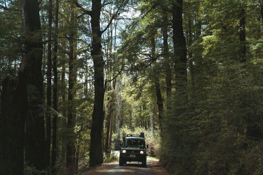 Full Day Lord of the Rings Tour Beech Forest