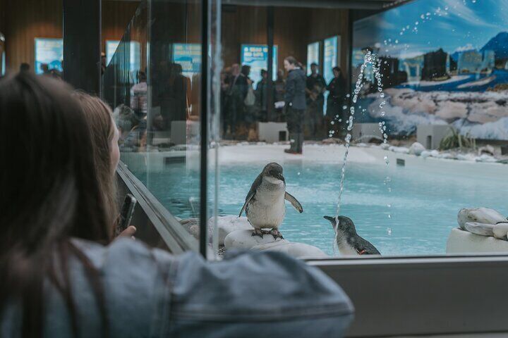 Brand New Ambassador Penguin Encounter