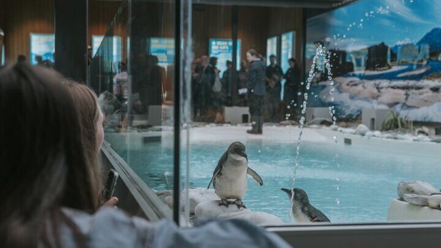 Brand New Ambassador Penguin Encounter