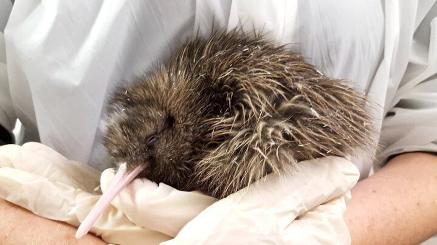 Skip the Line: Franz Josef Wildlife Center Ticket with Optional Backstage Pass