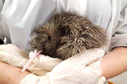 Skip the Line: Franz Josef Wildlife Centre Ticket with Optional Backstage P...