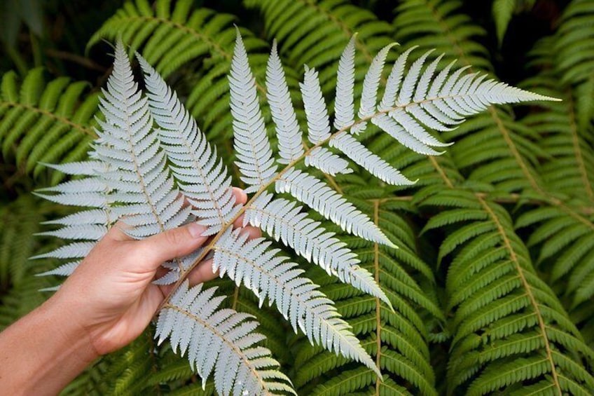 New Zealand's icon, the Silver Fern