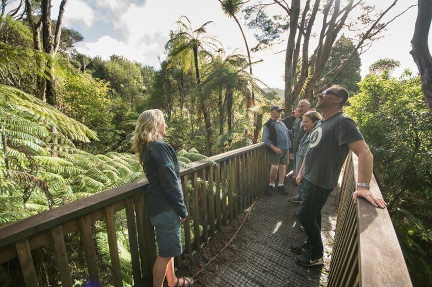 Guided Bush Walk