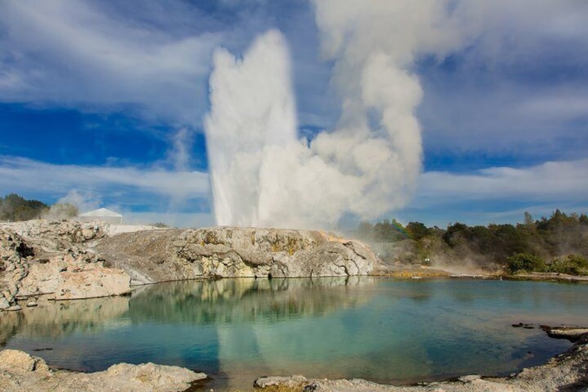 Auckland to Rotorua Private Tour