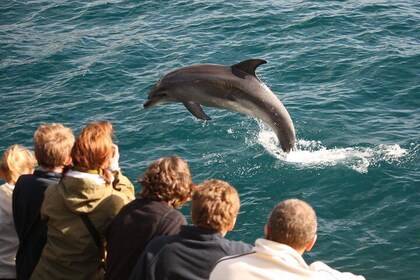 Auckland to Bay of Islands Private Tour