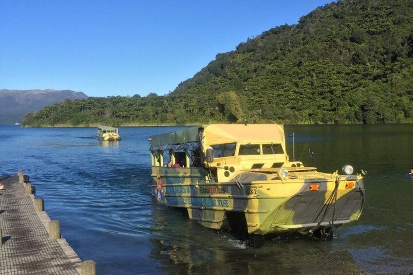 Duck exiting Lake Tarawera