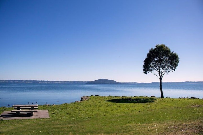 Rotorua Waterfront as Seen from Duck