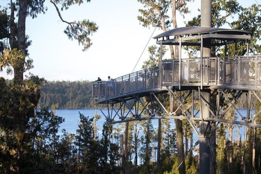 West Coast Tree Top Walk Experience