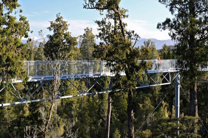 Walk 20 meters high in the treetops.