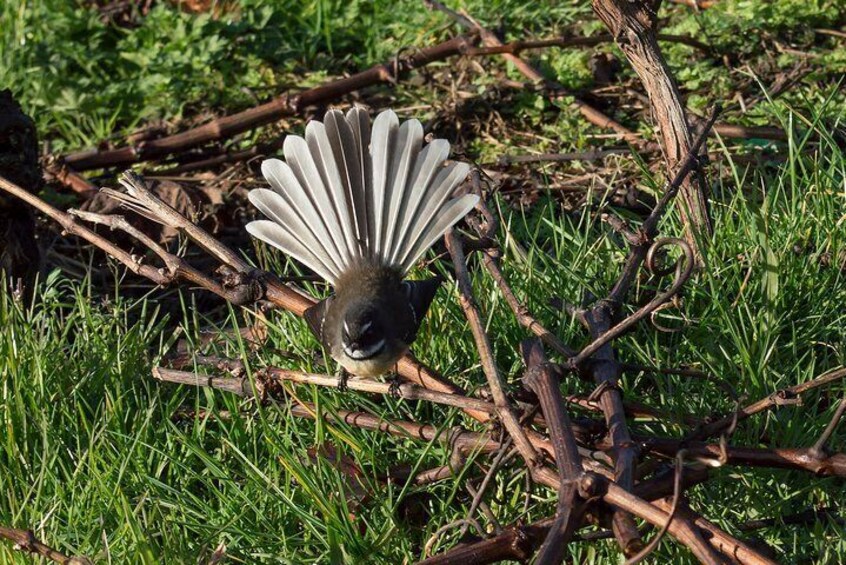 Chary the fantail