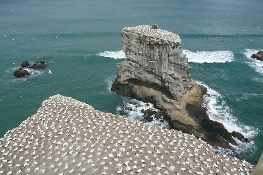 Muriwai Gannet Colony