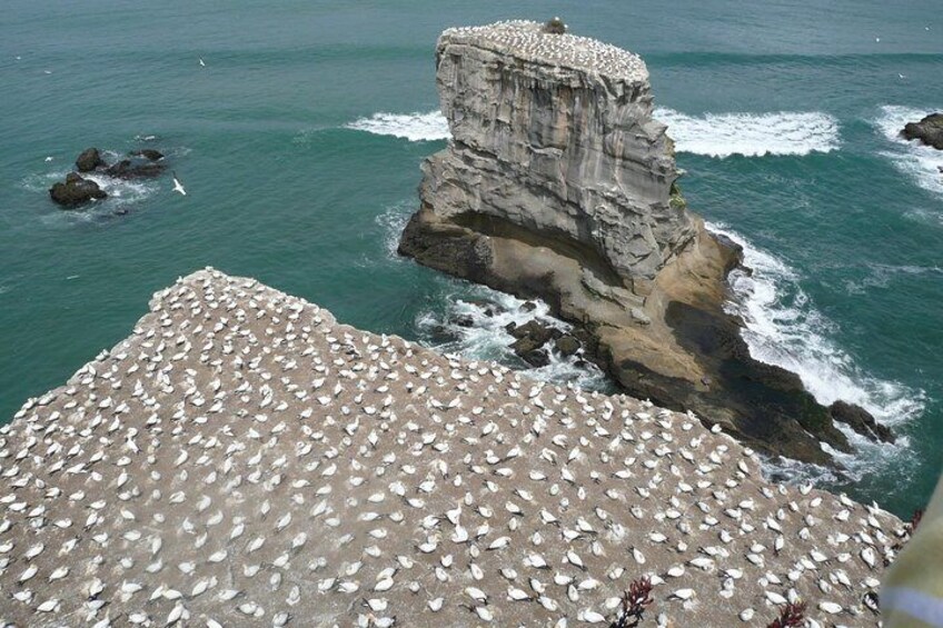 Muriwai Gannet Colony (Aug-Apr)