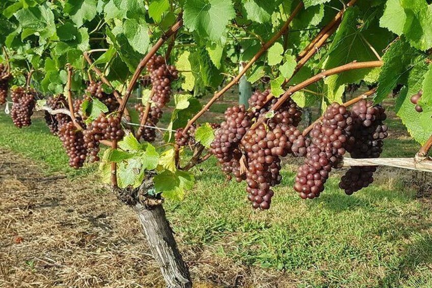 Grapes on the vine