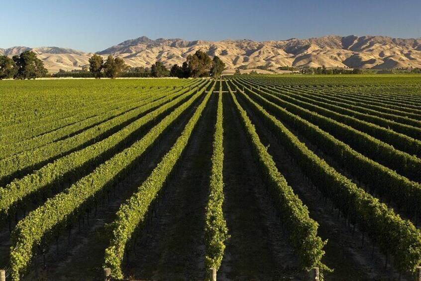 Scenic vineyards in Marlborough