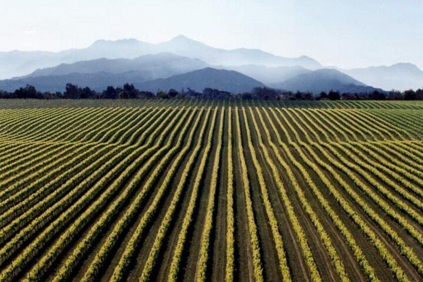 World-famous Marlborough wineries & vineyards