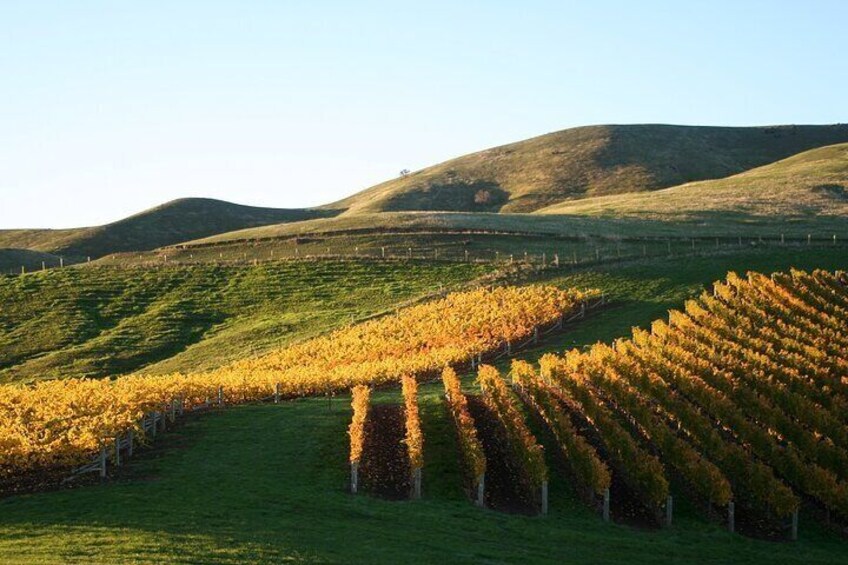 Autumn vineyards scenic in Marlborough hills